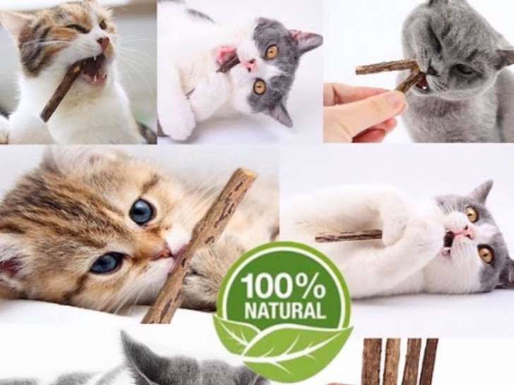 O' Jardin Animal