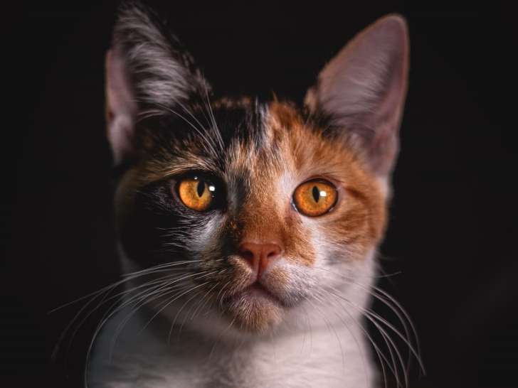 Animalerie St-Hyacinthe