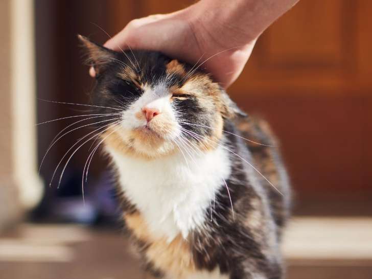 Pitou Minou & Compagnons