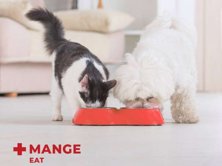 Pitou Minou & Compagnons