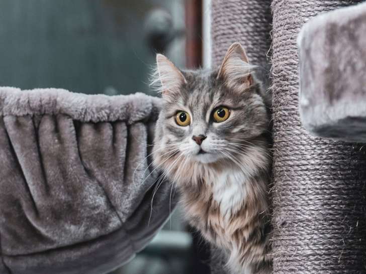 Pitou Minou & Compagnons