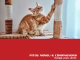 Pitou Minou & Compagnons