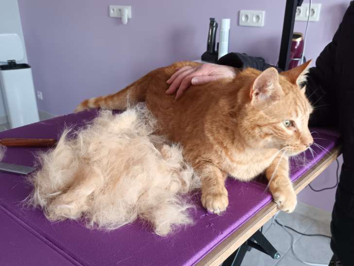 Aux soins des 4 pattes