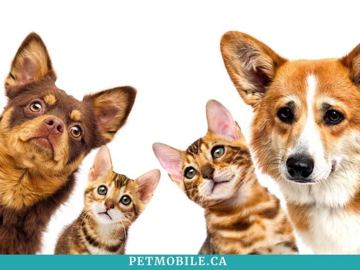 Petmobile