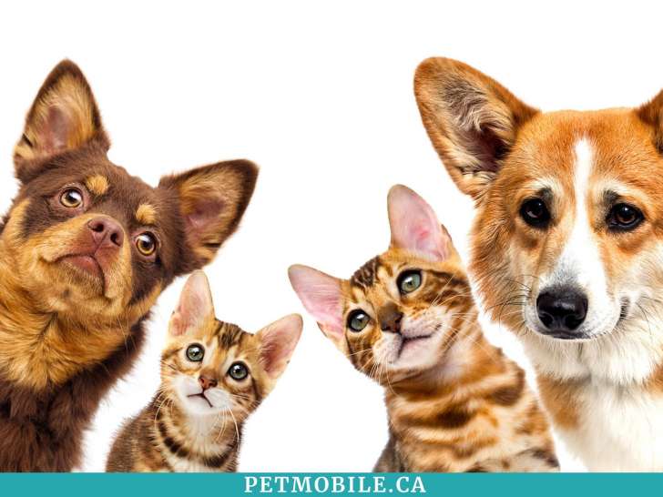 Petmobile