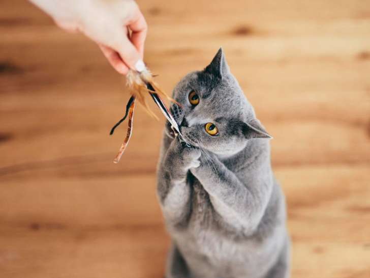 Bellifrance