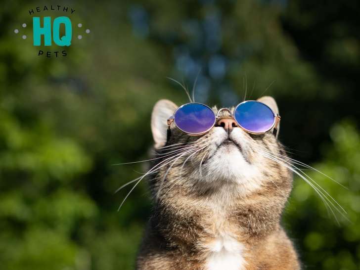 Healthy Pets HQ