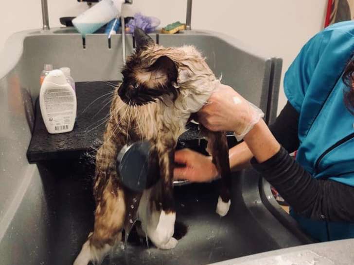 Nos Fidèles Compagnons