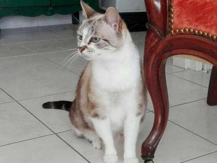 Relook Canin