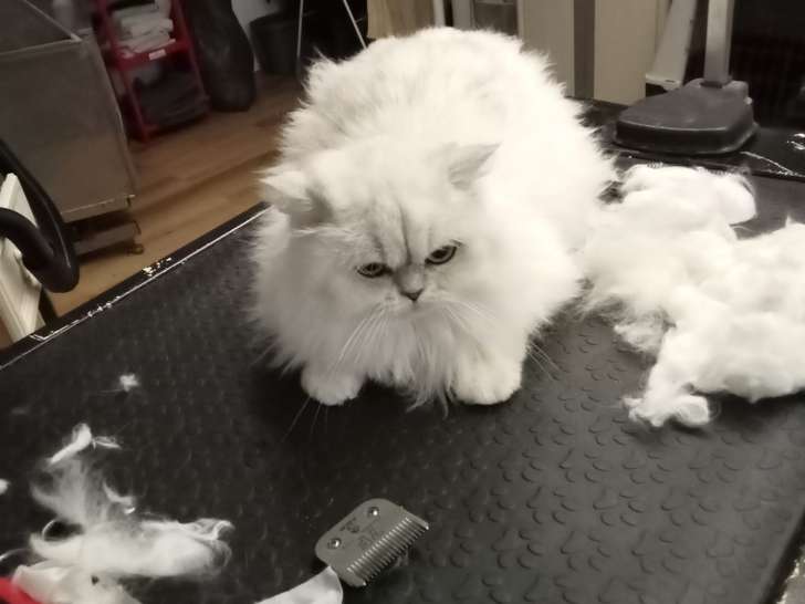 Animalook