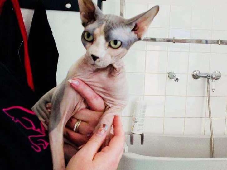 Animalis