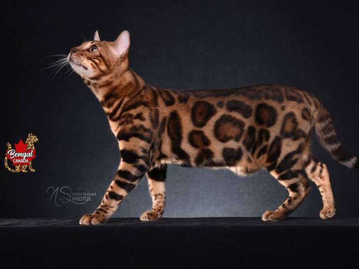 Bengal Canada