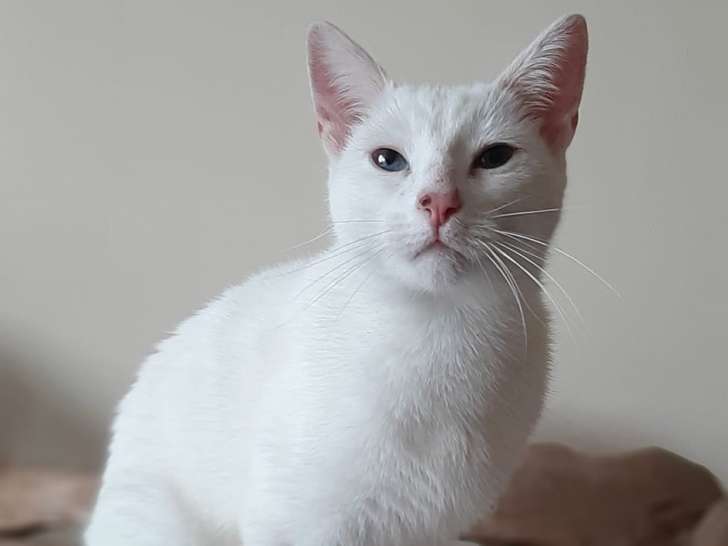 L'Eure du Toilettage