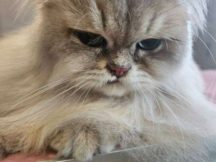 Coupe Toutou