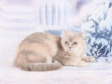 Tessa Des Infiny Cheshire