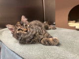Ottawa Humane Society (OHS)
