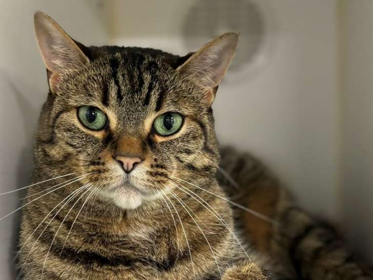 Humane Society of Greater Niagara