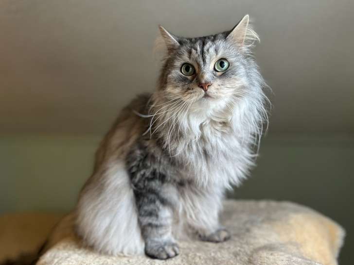 New Hope Animal Rescue
