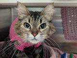 Humane Society Hastings Prince Edward (HSHPE)