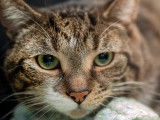 Humane Society Hastings Prince Edward (HSHPE)