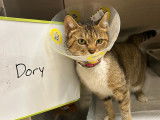 Fort Erie SPCA
