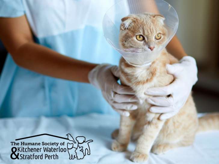 Humane Society of Kitchener Waterloo and Stratford Perth