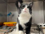 Sault Ste. Marie Humane Society