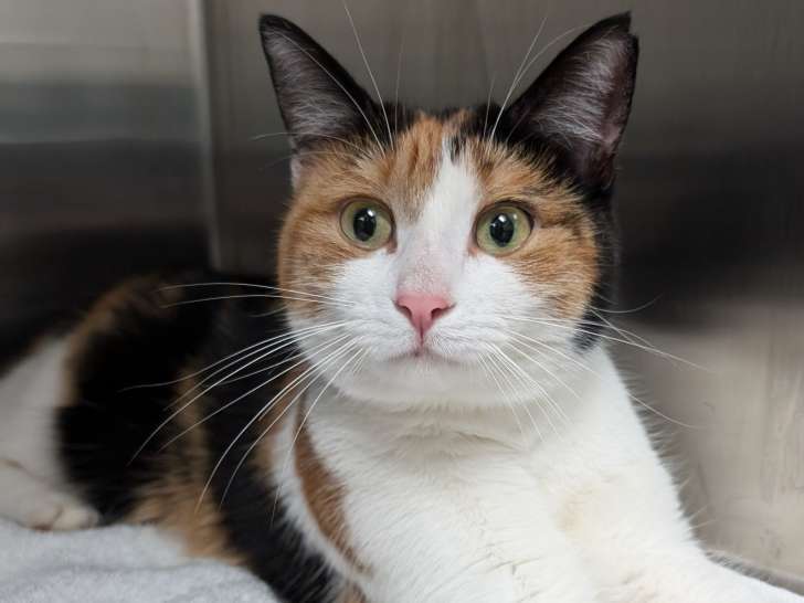 Georgian Triangle Humane Society (GTHS)