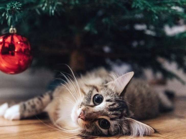 Upper Credit Humane Society (UCHS)