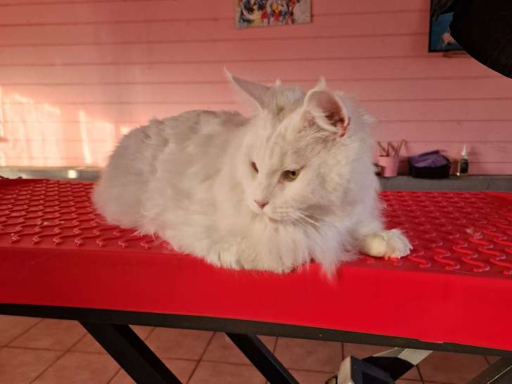 Les Pattes en Eventail