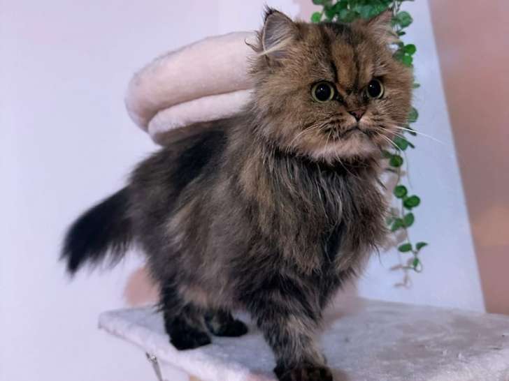Fais le beau