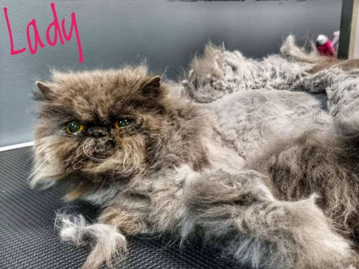 Cigal'dog