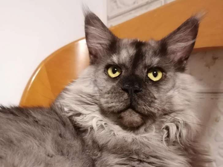 Un Amour de Toilettage