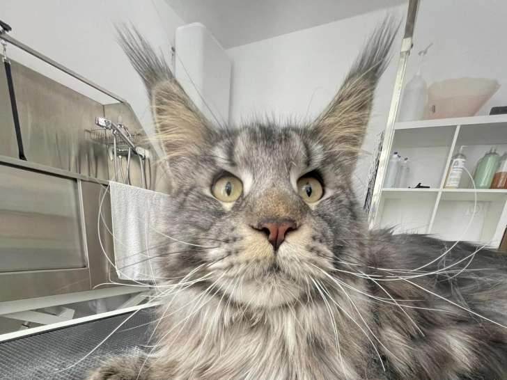 Ô P'tits Lu