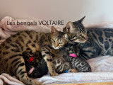Les Bengals Voltaire by Tibaldo