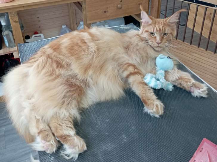 Toutou minou clean