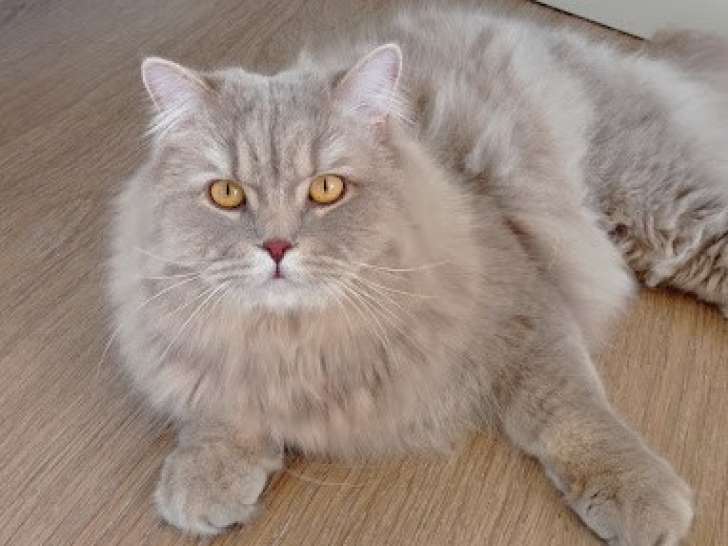 Aux Chats et Chiens Poilus