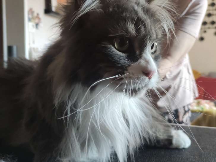Les'tites pattes