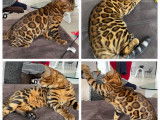 Deluxe Bengal