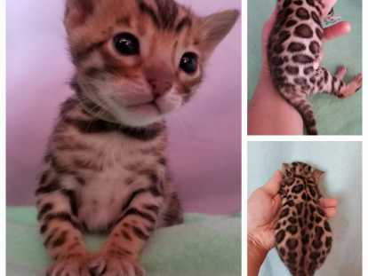 Deluxe Bengal