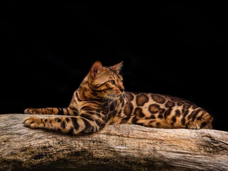 Deluxe Bengal