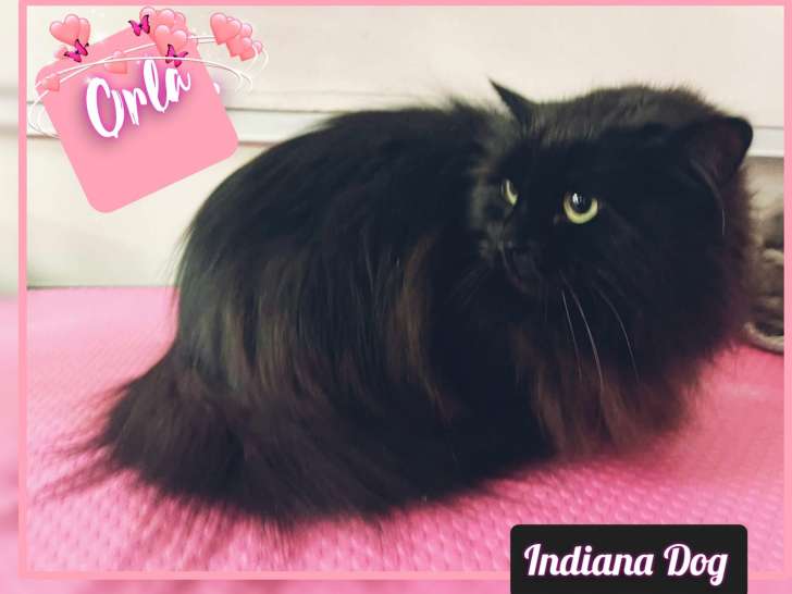 Indiana Dog