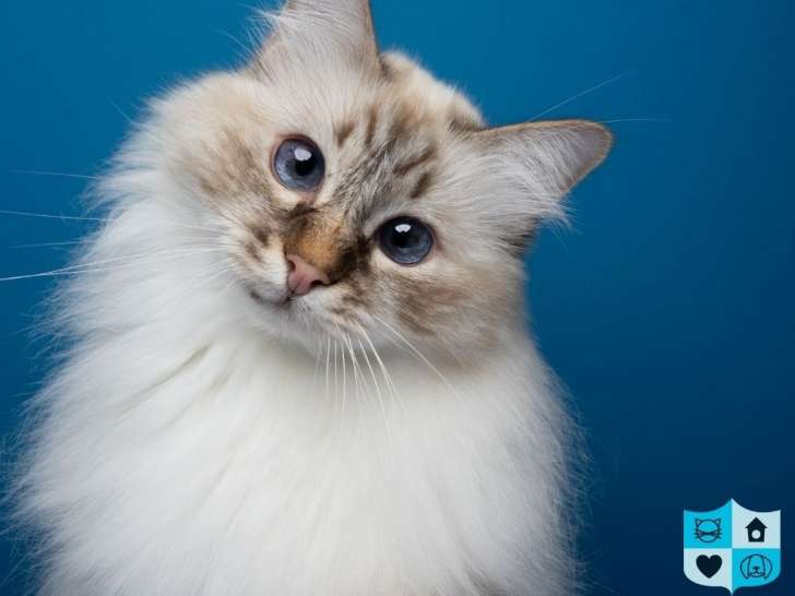 Hamilton/Burlington Society for the Prevention of Cruelty To Animals (HBSPCA)
