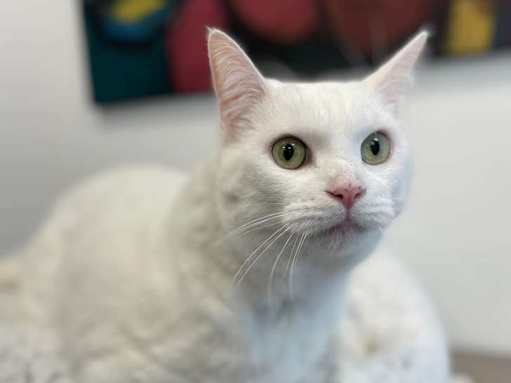 Pet And Wildlife Rescue