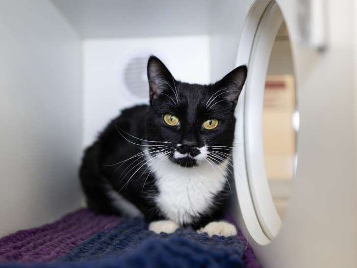 Stratford Perth Animal Centre
