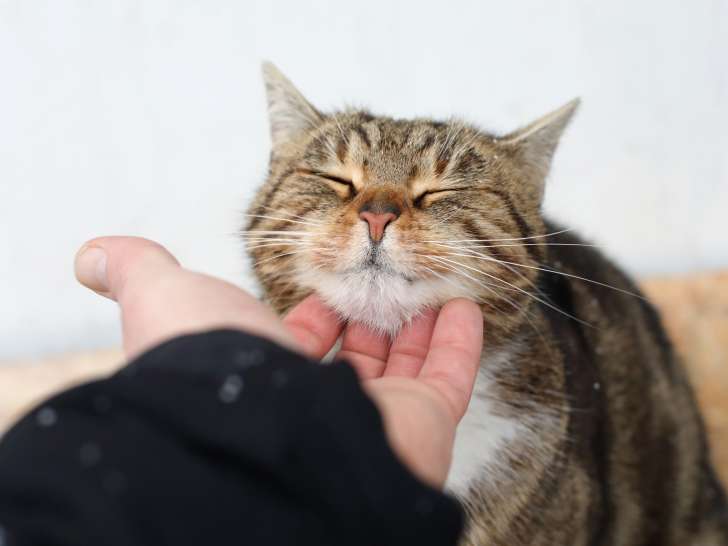 Caledon Animal Services