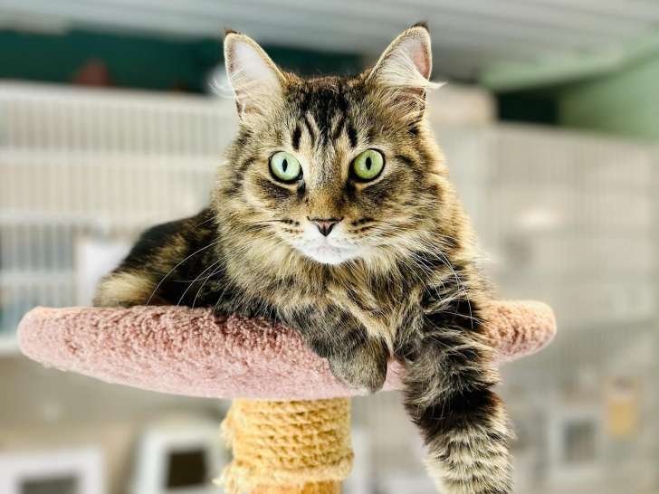 Cats Anonymous Rescue and Adoption
