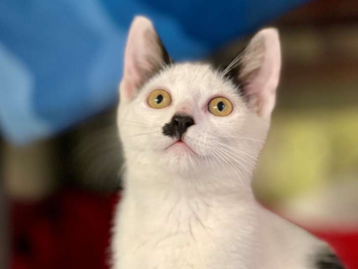 Hamilton Animal Services