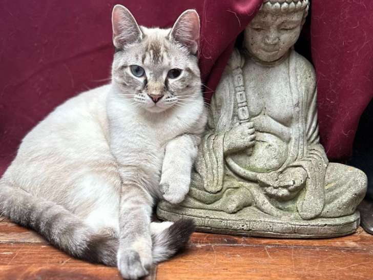 Comfie Cat Shelter