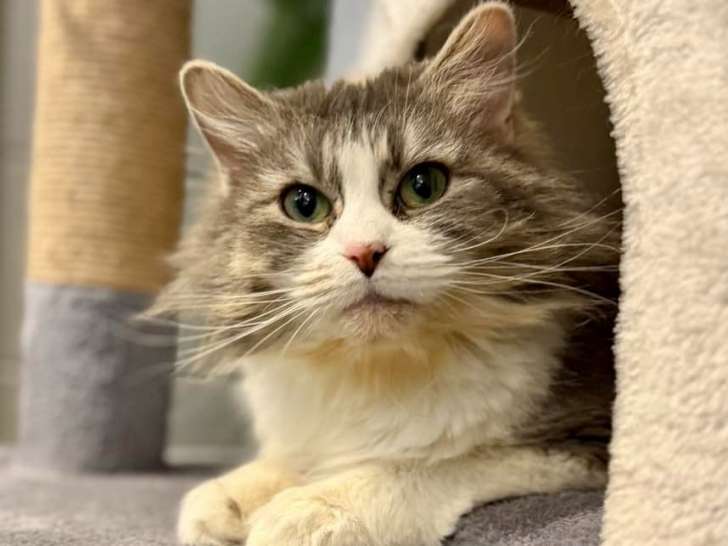 Thunder Bay & District Humane Society